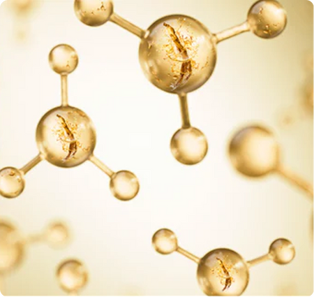 Panax Ginseng Extract